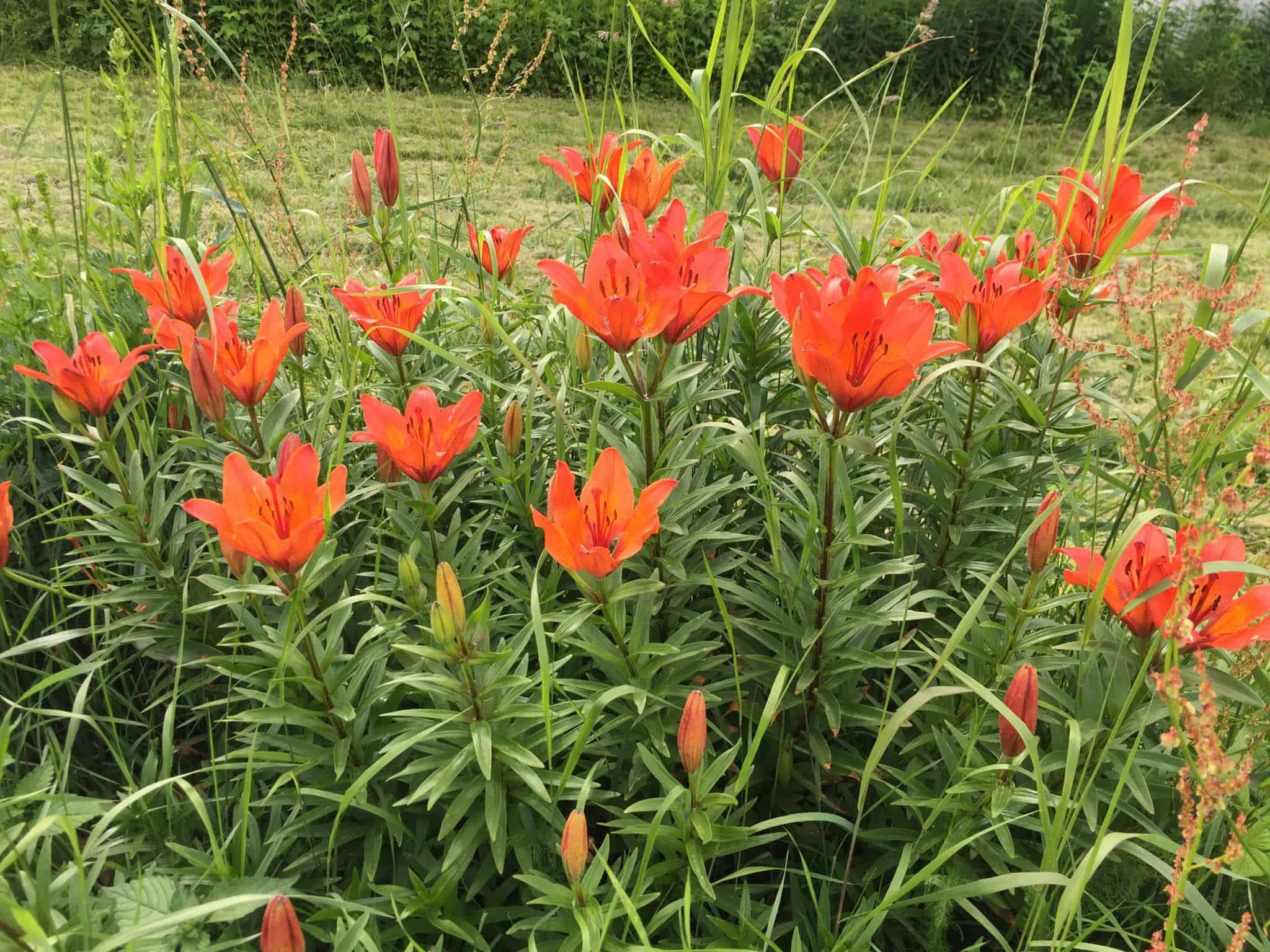 Langer Dan 3 Maanden Rood Staan Abn