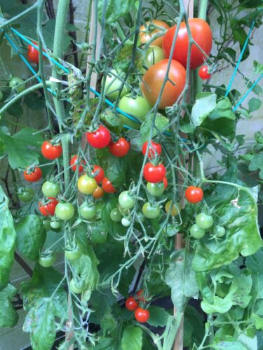 tomaten oogst