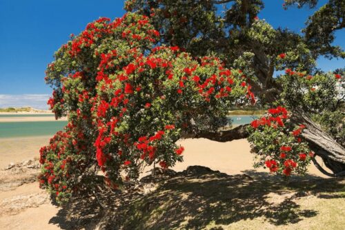 Pohutukawa