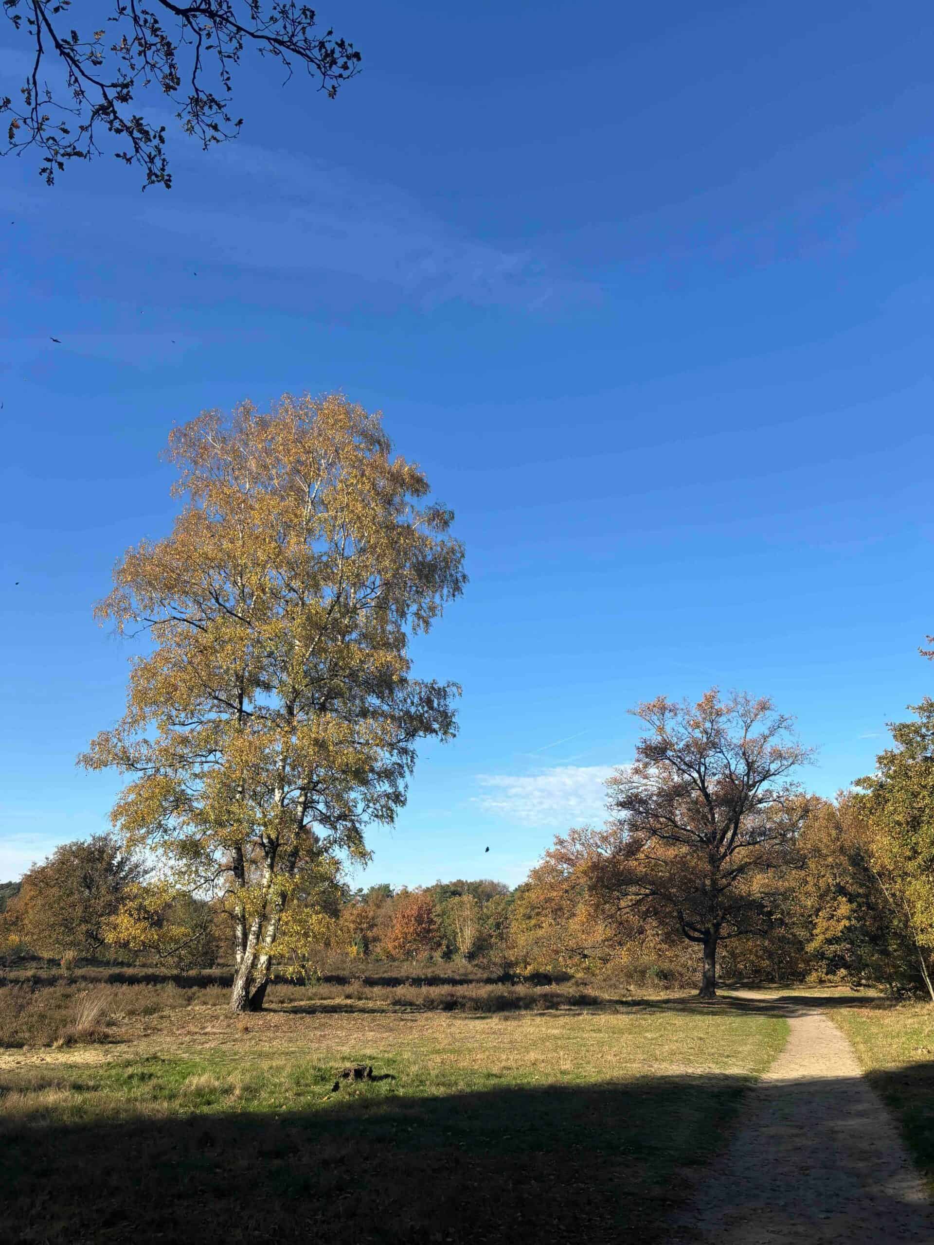 zorgverzekering 2026 vergelijken